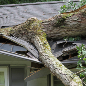 Storm damage Tree on House Roof